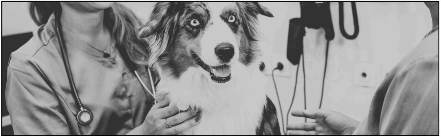 Veterinarians with pets